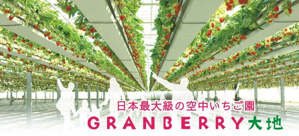 【大宮発】<WEB限定特別企画>聖なる日クリスマスイブ発限定! 夜の空中いちご狩り食べ放題と 幻想的ないばらきフラワーパークイルミネーション1